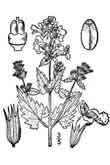 Catnip sprig, seeds and
                blossoms
