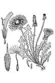 Dandelion