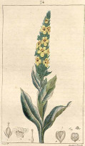 Mullein